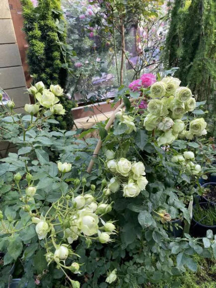 5 Lam Vuon Dam Chat Hue O Hungary Ba Me Viet Khien Bao Nguoi Phai Tram Tro