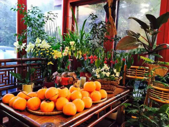 6 Lam Vuon Dam Chat Hue O Hungary Ba Me Viet Khien Bao Nguoi Phai Tram Tro