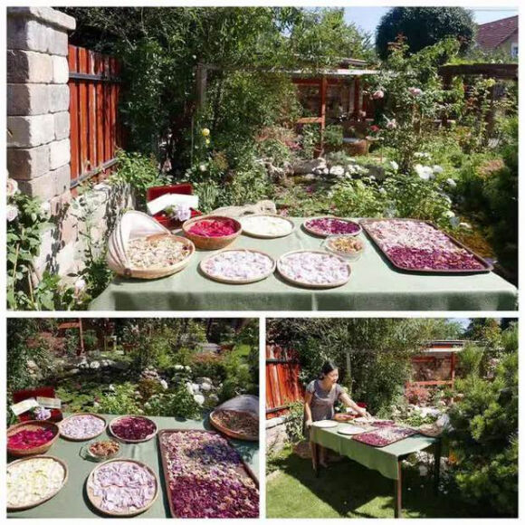 7 Lam Vuon Dam Chat Hue O Hungary Ba Me Viet Khien Bao Nguoi Phai Tram Tro