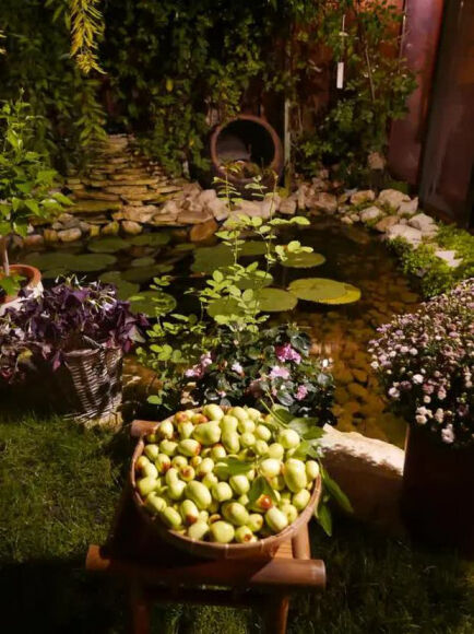 8 Lam Vuon Dam Chat Hue O Hungary Ba Me Viet Khien Bao Nguoi Phai Tram Tro