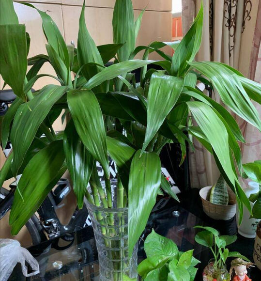 4 3 Cay Canh Duong Nguoi Cang Trong Lau Trong Nha Cang May Man Phuc Khi Dai Lau