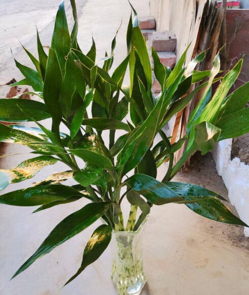 5 3 Cay Canh Duong Nguoi Cang Trong Lau Trong Nha Cang May Man Phuc Khi Dai Lau