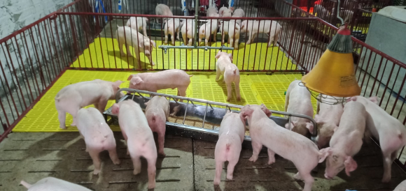 1 Cong Nghe Khu Mui Hoi Dinh Cao Trong Nganh Chan Nuoi Nhat