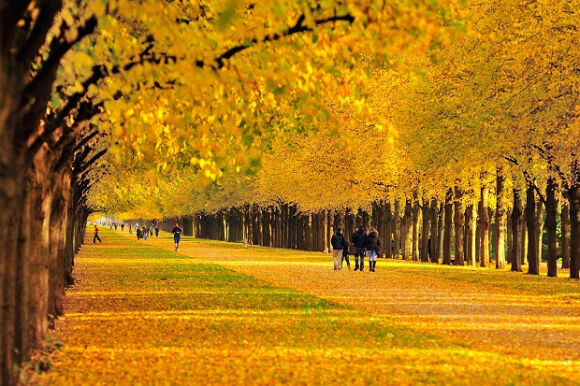 Ngắm mùa thu lá vàng thơ mộng tại Đức