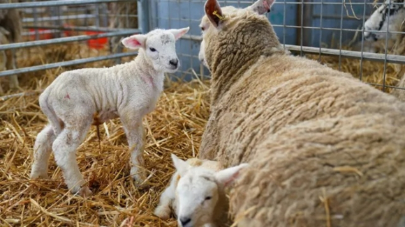 3 Nong Dan Chau Au Chang Thay Mua Dau