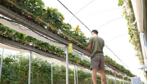 2 Di Anh Hai Qua Thoi Vu Vat Va Nhung Thu Nhap Gap Bon Nam Lan O Viet Nam