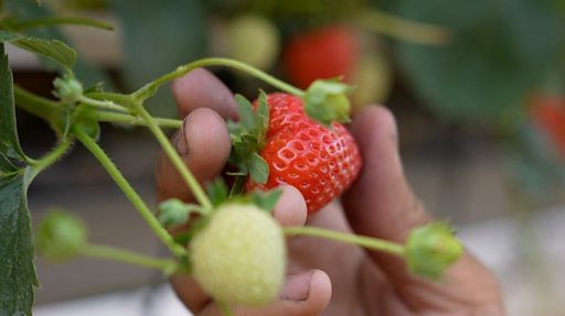 4 Di Anh Hai Qua Thoi Vu Vat Va Nhung Thu Nhap Gap Bon Nam Lan O Viet Nam