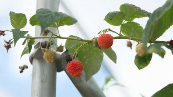 7 Di Anh Hai Qua Thoi Vu Vat Va Nhung Thu Nhap Gap Bon Nam Lan O Viet Nam