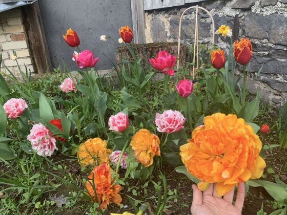 10 Vo Viet Chong Duc Bo Pho Ve Que Song O Nong Trai Gan 9000 M2