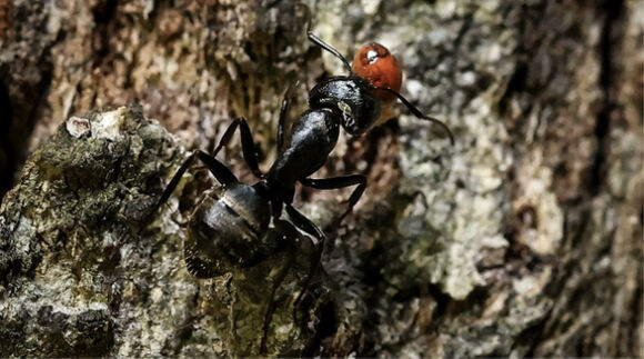 2 Tin The Gioi 20 9 Dong Dat Lon Trung Lap Ky La O Mexico Hungary Dong Bang 3000 Euro Tai San Nga