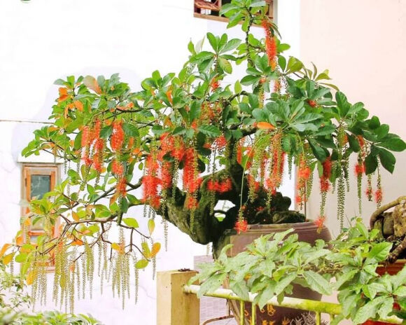 2 3 Cay Canh Ong Ba Cang Trong Con Chau Cang Day Phuc Loc May Man Dong Con Nhieu Cua Do Dat Thanh Tai