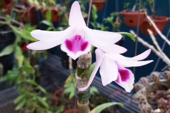 1 Lan Dot Bien Het Thoi Re Nhu Rau Nguoi Tung Doc Tien Ty Choi Hoa Noi Gi