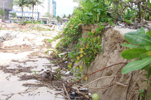 6 Sau Lu Lich Su Bai Bien Da Nang Tan Hoang