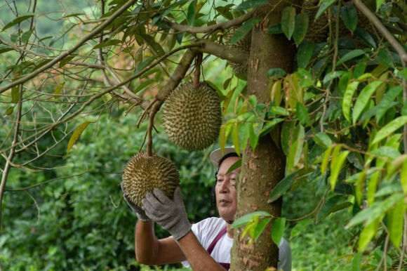 1 Nong Dan Thai Lan Lo Canh Tranh Sot Vo Voi Sau Rieng Tuoi Viet Nam