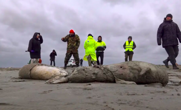 1 Tin Tuc The Gioi 5 12 Ong Trump Lai Gay Tranh Cai Chinh Tri 2500 Hai Cau Chet Bi An O Nga