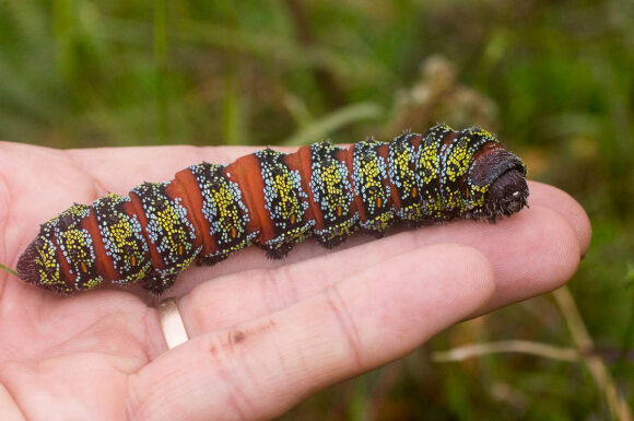 3 Nhung Phong Tuc Giang Sinh Ky La Nhat The Gioi An Sau Buom Nem Giay Tim Nguoi Yeu