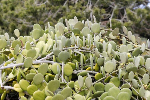 5 6 Loai Cay Nhu Nam Cham Hut Tien Ban Nen Trong Trong Nha