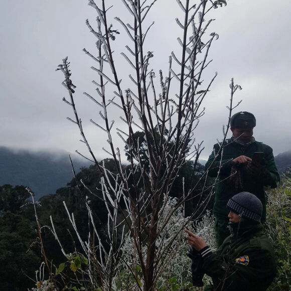 11 Xuat Hien Bang Tuyet O Rung Nui Bien Gioi Nghe An