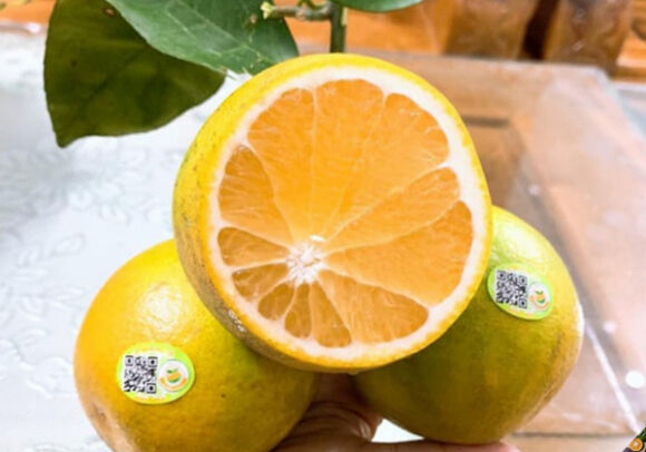 2 Mua Cam Cu Nhin Luot Diem Nay Chi 1 Giay La Biet Cam Trung Quoc Hay Viet Nam Doc Xong Nho Noi Cho Moi Nguoi Cung Biet