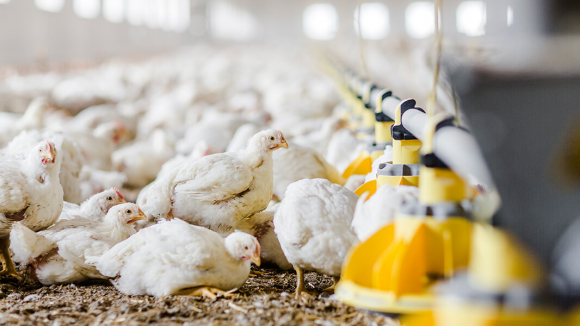 1 Nganh Chan Nuoi Gia Cam Eu Truoc Nguy Co Gay Do