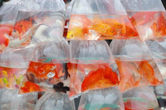 10 Nguoi Ha Noi Tat Bat Sam Le Cung Ong Cong Ong Tao