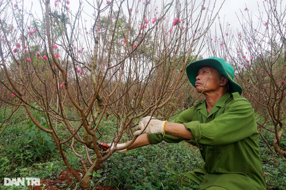 2 Doi Vo Chong Nong Dan Uom Mam Giong Dao Bac Tren Cao Nguyen