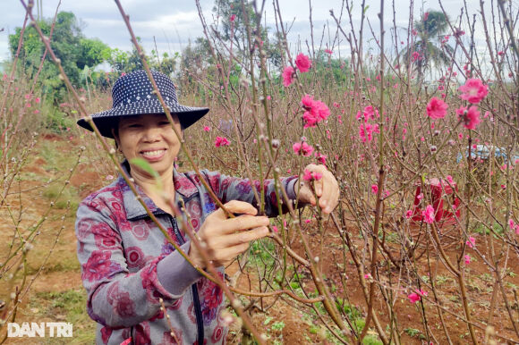 3 Doi Vo Chong Nong Dan Uom Mam Giong Dao Bac Tren Cao Nguyen