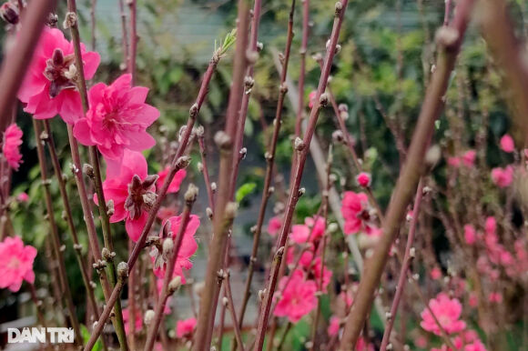 4 Doi Vo Chong Nong Dan Uom Mam Giong Dao Bac Tren Cao Nguyen