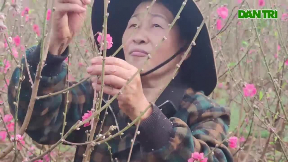 5 Doi Vo Chong Nong Dan Uom Mam Giong Dao Bac Tren Cao Nguyen