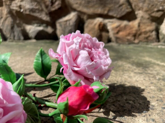 3 Khach Viet Dua Nhau Mua Cay Bonsai La Gia Hang Trieu Dong Co Den Dau Het Den Do