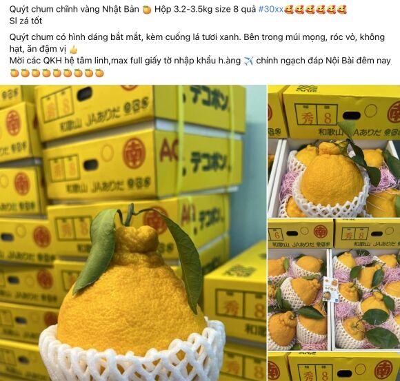 1 Quyt Chum Vang Ngon Nhat The Gioi Di May Bay Phuc Vu Dai Gia An Tet