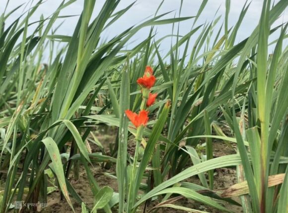 2 Nguoi Trong Lay On Tet Lo Nang Vi Mua Ret
