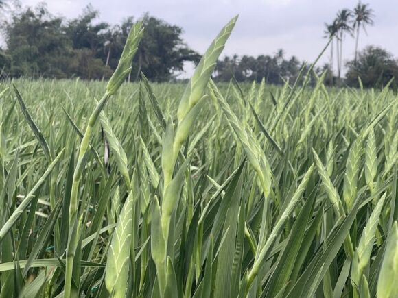 4 Vua Lay On Lon Nhat Nhi Mien Trung Khong No Nguoi Trong Hoa Mat Tet