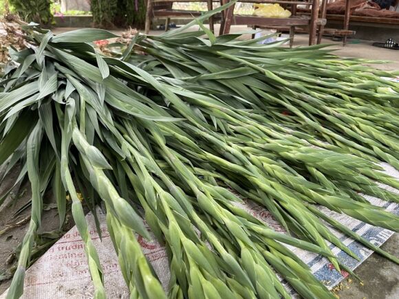 5 Vua Lay On Lon Nhat Nhi Mien Trung Khong No Nguoi Trong Hoa Mat Tet