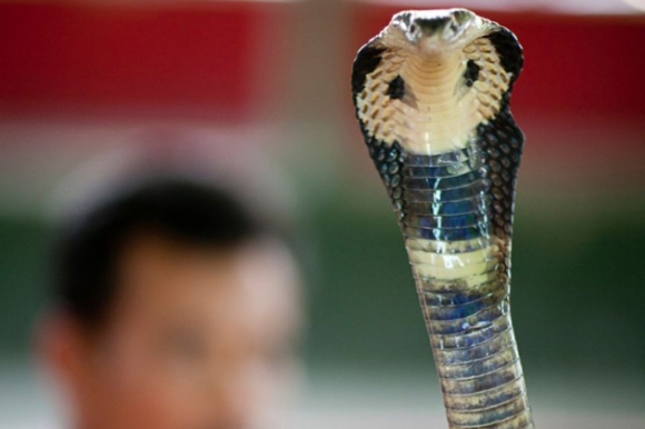 1 Ngu Ca Dem Ben Canh Ran Ho Mang Cuc Doc Nguoi Dan Ong May Man Binh An Vo Su