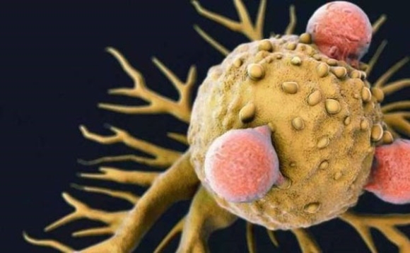 5 loại thực phẩm chính là "bậc thầy" chống ung thư, đáng mừng là chúng đều bán rất rẻ ở chợ Việt