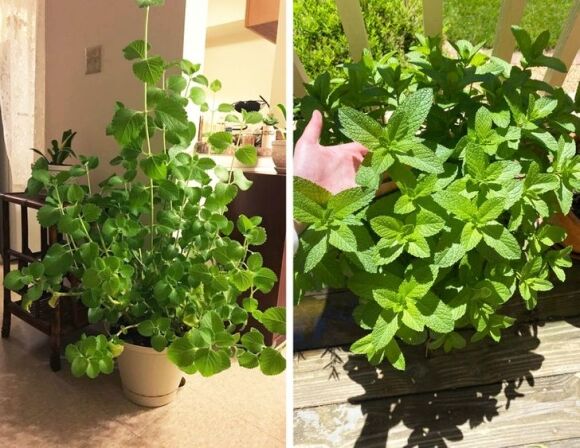 6 8 Loai Cay Canh Co The Giup Can Bang Do Am Trong Nha Cua Ban