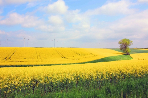 3 Dep Me Hon Canh Dong Hoa Cai Vang Ruc Ro O Ngoai O Nuoc Duc