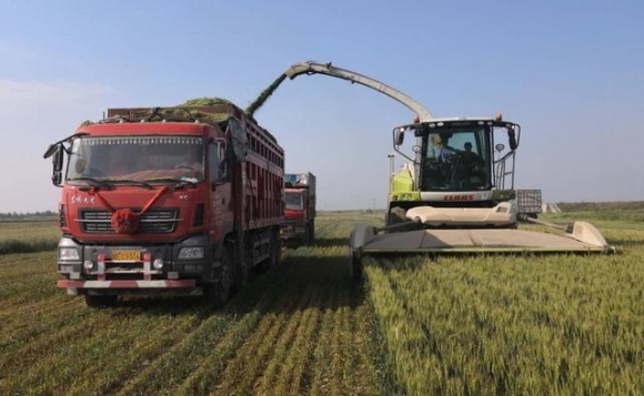 3 Thu Hoach Lua Mi Xanh Thuc Trang Moi Gay Xon Xao O Trung Quoc