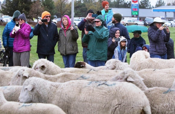 4 2500 Con Cuu Tran Ra Cao Toc My Nguoi Dan Thich Thu Ngam Nhin