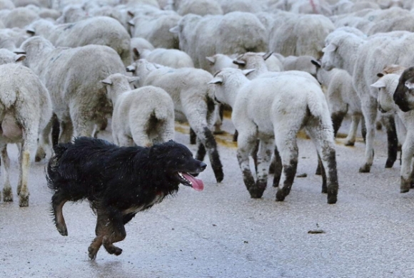 7 2500 Con Cuu Tran Ra Cao Toc My Nguoi Dan Thich Thu Ngam Nhin