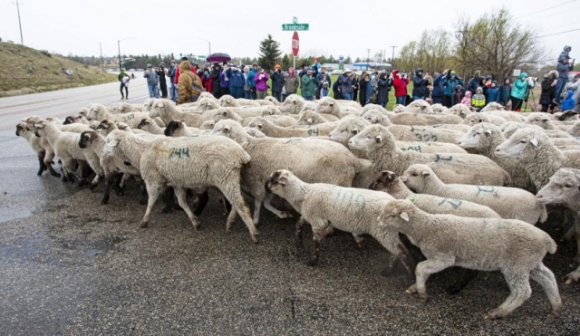 8 2500 Con Cuu Tran Ra Cao Toc My Nguoi Dan Thich Thu Ngam Nhin