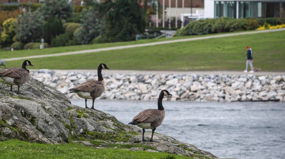 2 Dan Ngong 20000 Con Sinh Soi Mat Kiem Soat Thanh Pho Can Nhac Tieu Diet