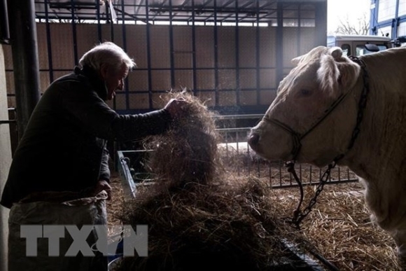 1 So Benh Bo Dien Han Quoc Siet Kiem Dich Thit Bo My Nhap Khau