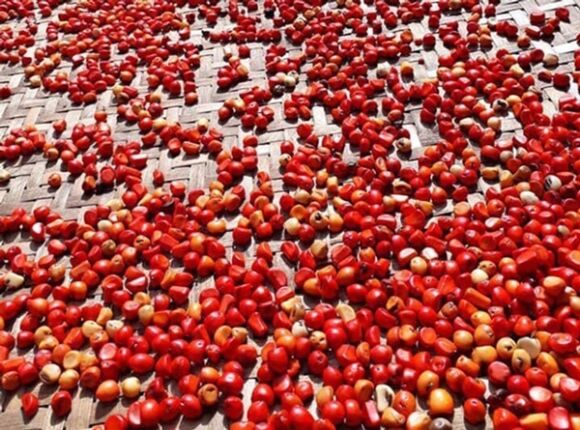 Những loại gia vị rừng 'rẻ như cho' bỗng trở nên đắt đỏ