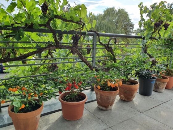 5 Rau Sieu Thi Dat Do Nguoi Phu Nu Goc Viet Bien Ban Cong Thanh Vuon O Troi Tay