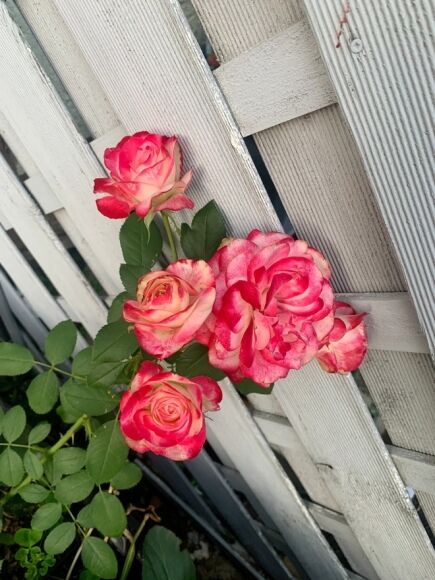 18 Vuon Rau Muong Ca Chua Tuoi Tot O Duc Chu Nhan Chi Muon Nghi Viec De O Nha Trong Trot