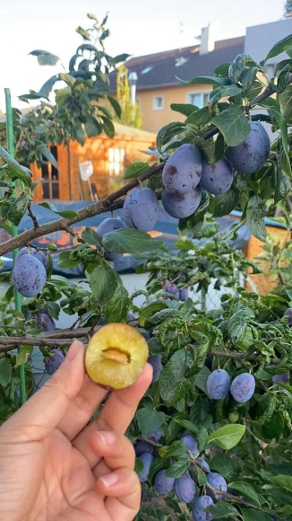 Vườn rau muống cà chua tươi tốt ở Đức, chủ nhân chỉ muốn nghỉ việc để ở nhà trồng trọt