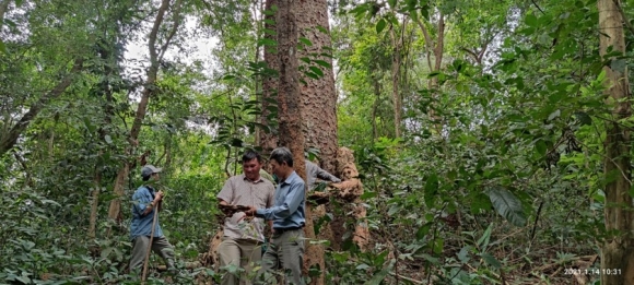 10 Chiem Nguong Hang Ngan Cay Lim Xanh O Rung Song Mong  Capet