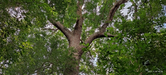 13 Chiem Nguong Hang Ngan Cay Lim Xanh O Rung Song Mong  Capet